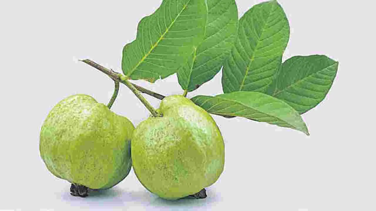 జామ ఆకులతో జీర్ణ సమస్యలకు ఉపశమనం లభిస్తుందా? వైద్యులు చెబుతున్న విషయాలివే