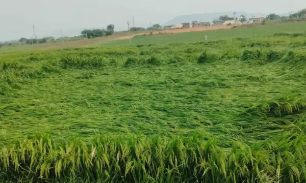 అచ్చంపేట మండలంలో అకాల వర్షం.. నేలకొరిగిన వరి పంట!