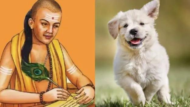 Chanakya Niti: 4 Lessons to Learn From Dogs for a Better and Successful Life