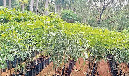 హైదరాబాద్‌లో రేపు వన మహోత్సవం