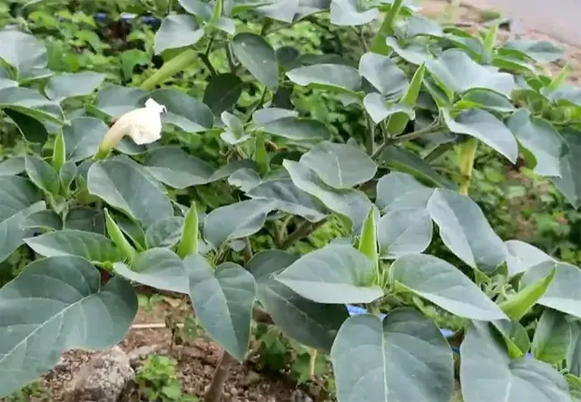 కాకినాడ జిల్లాలో ఫుడ్ పాయిజనింగ్ ఘటన
