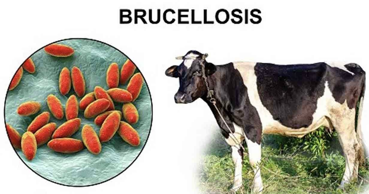 Brucellosis Outbreak Reported at Banavasi Semen Centre in Kurnool