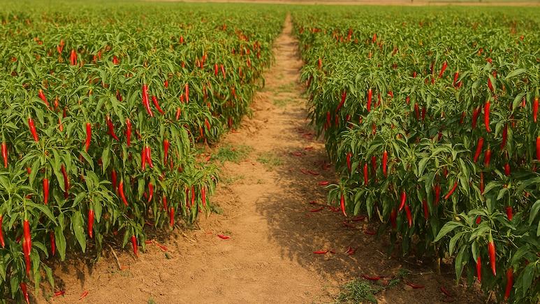 Sri Lanka Rejects Guntur Chilli Shipments