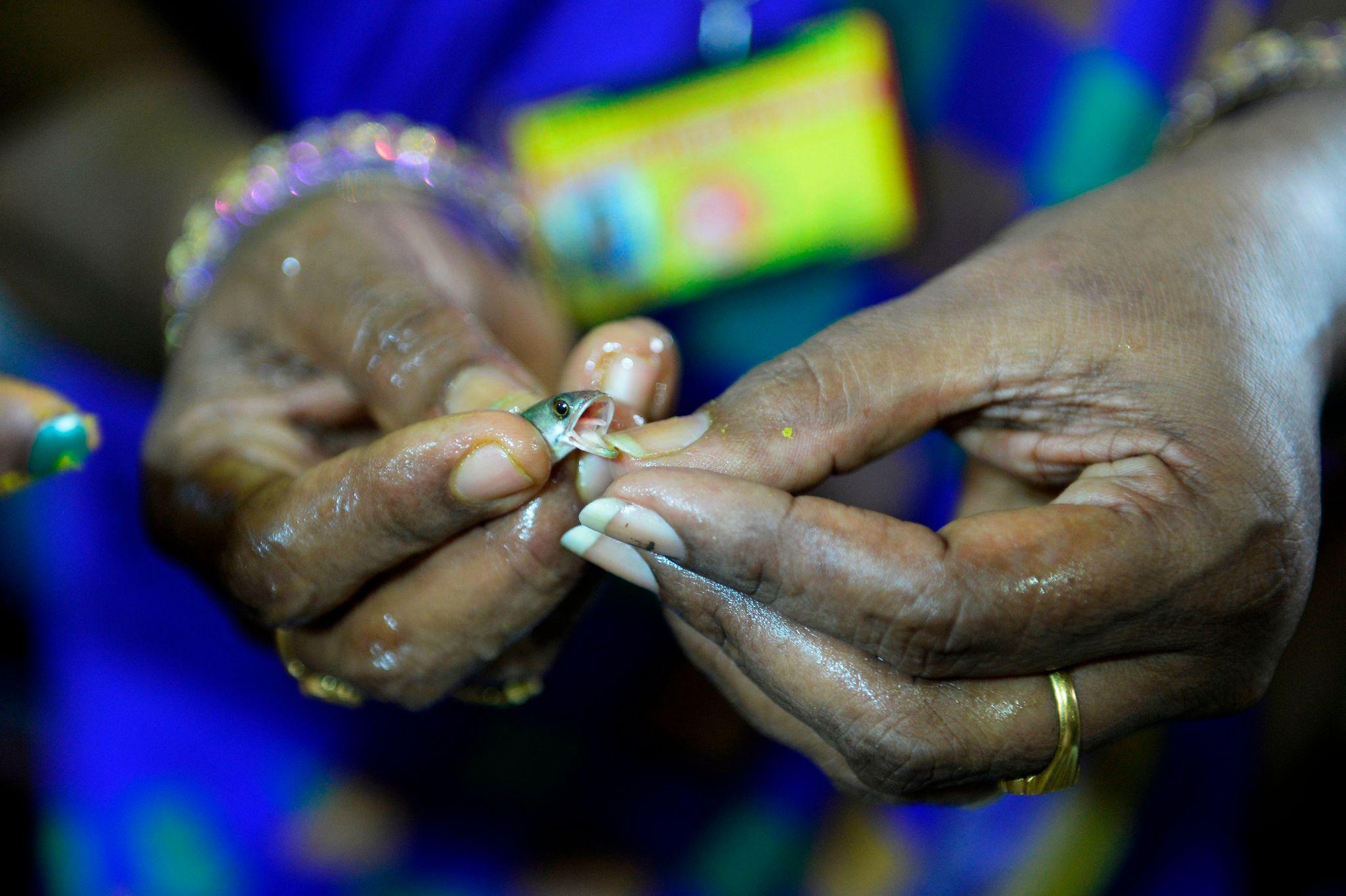 Traditional Fish Medicine Distribution Draws Thousands in Sangareddy