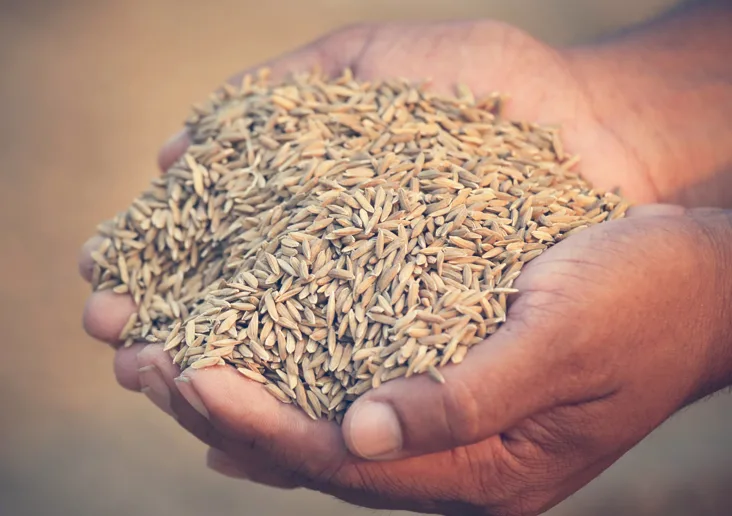 Key Announcement on Paddy Seed Sales