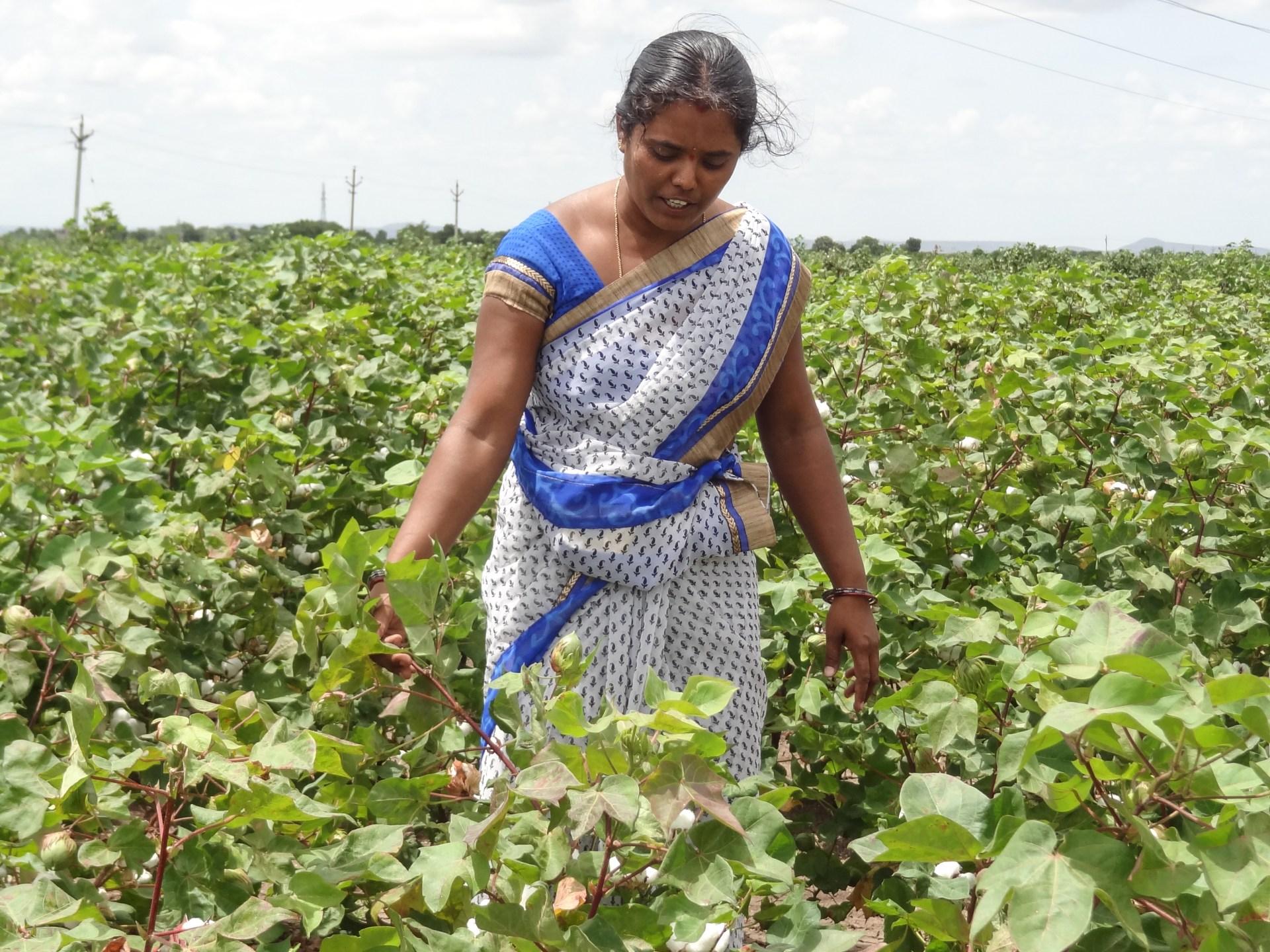 ఏపీ ప్రకృతి వ్యవసాయానికి ప్రపంచ గుర్తింపు...
