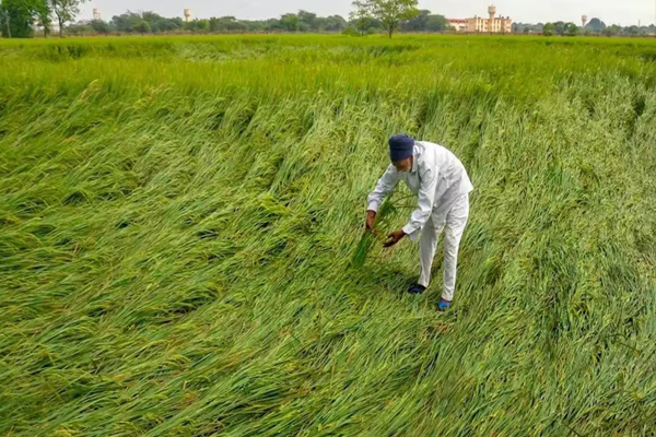 PM Fasal Bima Deadline Revised, Farmers Get Extra Time