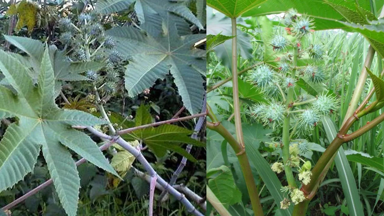 Castor Leaves for Health.. Did You Know These Benefits?
