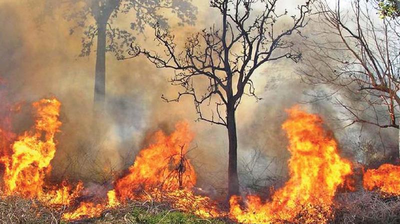Rising forest fires in Telangana