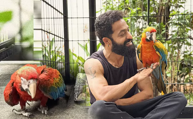 NTR Introduces His Pet Macaws!