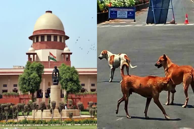 Supreme Court Issues Strong Warning on Street Dog Safety Issue