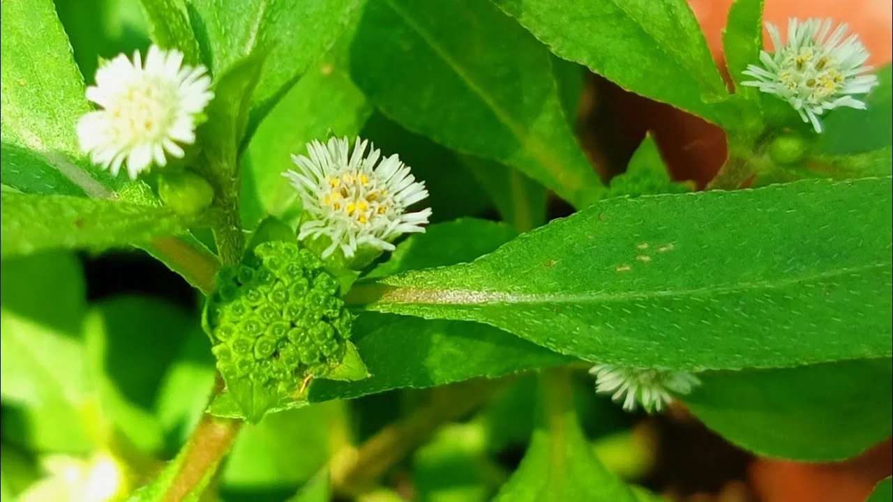 Bhringraj is Beneficial for Hair and Health: Experts