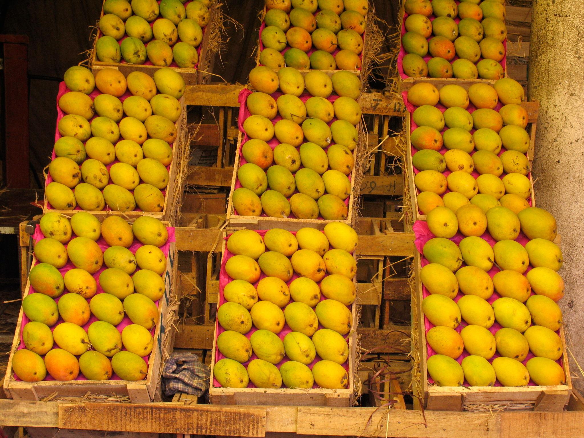 Nepal Bans Indian Mango Imports Over Pesticide Residue Concerns