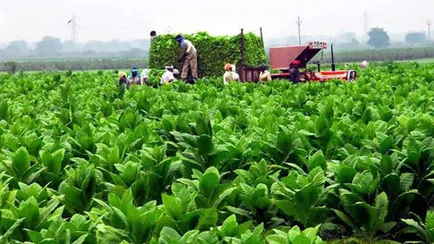 Centre Announces Good News for AP Tobacco Farmers
